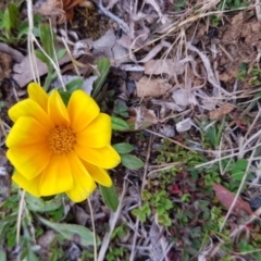 Gazania rigens at Griffith, ACT - 24 Aug 2017