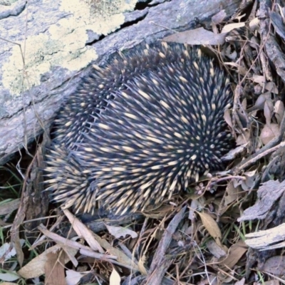 Tachyglossus aculeatus (Short-beaked Echidna) at Fadden, ACT - 12 Aug 2017 by Jek