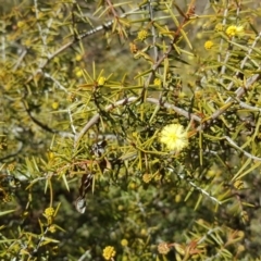 Acacia ulicifolia (Prickly Moses) at Mount Mugga Mugga - 25 Aug 2017 by Mike