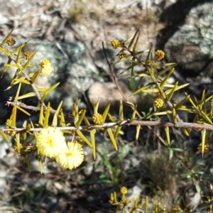 Acacia ulicifolia at Garran, ACT - 25 Aug 2017