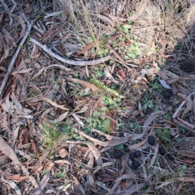 Unverified Orchid at Mount Majura - 25 Aug 2017 by petersan
