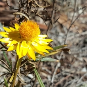 Xerochrysum viscosum at Garran, ACT - 25 Aug 2017 02:24 PM