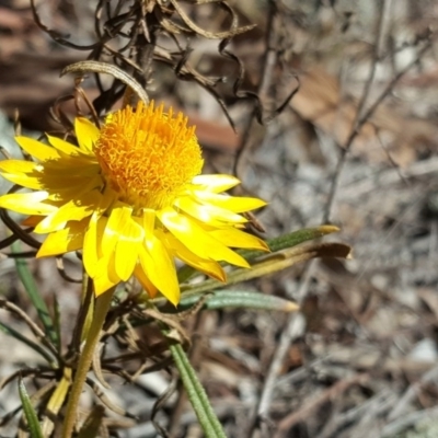 Xerochrysum viscosum (Sticky Everlasting) at Garran, ACT - 25 Aug 2017 by Mike