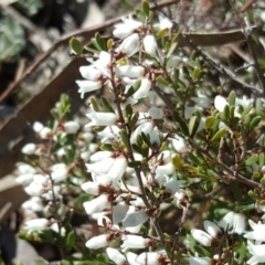 Cryptandra amara (Bitter Cryptandra) at Garran, ACT - 25 Aug 2017 by Mike