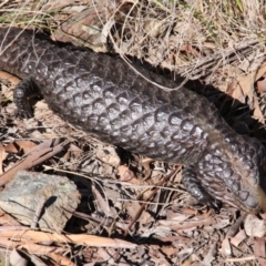 Tiliqua rugosa (Shingleback Lizard) at Mount Majura - 25 Aug 2017 by petersan