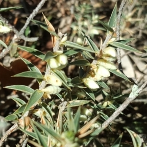 Melichrus urceolatus at Garran, ACT - 25 Aug 2017 02:26 PM