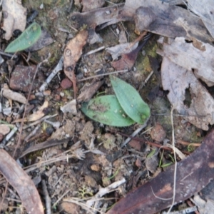 Glossodia major at Canberra Central, ACT - suppressed