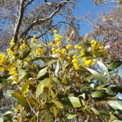 Acacia pycnantha (Golden Wattle) at Symonston, ACT - 25 Aug 2017 by Mike