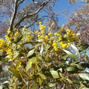 Acacia pycnantha at Symonston, ACT - 25 Aug 2017