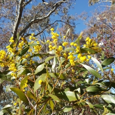 Acacia pycnantha (Golden Wattle) at Mount Mugga Mugga - 25 Aug 2017 by Mike