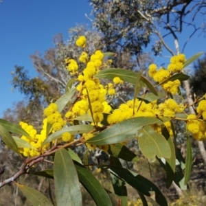 Acacia pycnantha at Symonston, ACT - 25 Aug 2017