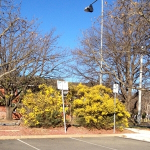 Acacia boormanii at Hughes, ACT - 25 Aug 2017