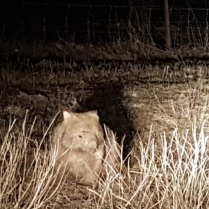 Vombatus ursinus at Belconnen, ACT - 25 Aug 2017 08:11 PM