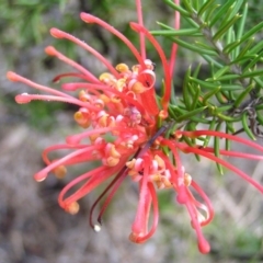 Grevillea juniperina subsp. fortis (Grevillea) at Bullen Range - 24 Aug 2017 by MatthewFrawley