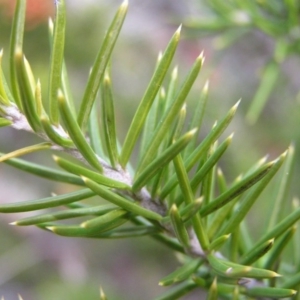 Grevillea juniperina subsp. fortis at Greenway, ACT - 24 Aug 2017 01:06 PM