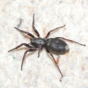 Lampona cylindrata at Conder, ACT - 5 Oct 2016