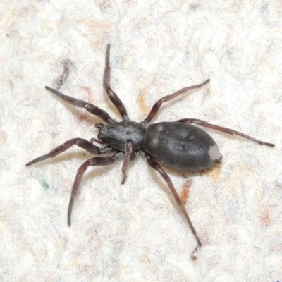 Lampona cylindrata (White-tailed Spider) at Pollinator-friendly garden Conder - 5 Oct 2016 by michaelb