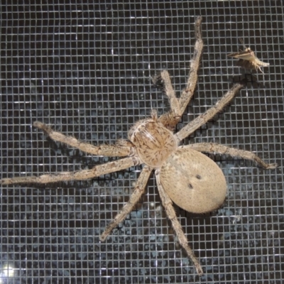 Neosparassus calligaster (Beautiful Badge Huntsman) at Pollinator-friendly garden Conder - 26 Oct 2016 by michaelb