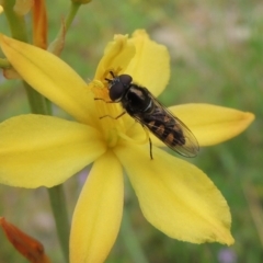 Melangyna viridiceps (Hover fly) at Pollinator-friendly garden Conder - 30 Oct 2016 by michaelb