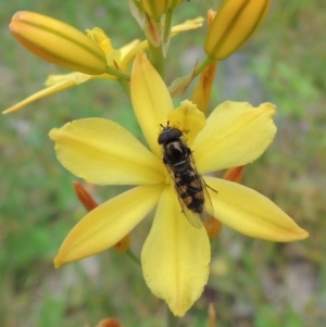 Melangyna viridiceps at Conder, ACT - 30 Oct 2016 12:10 PM