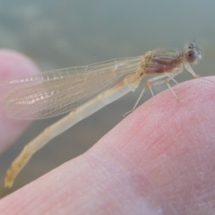 Zygoptera (suborder) (Damselfly) at Pine Island to Point Hut - 29 Oct 2015 by michaelb