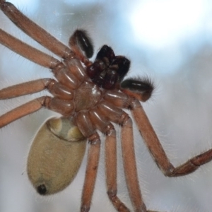 Delena cancerides at Bolaro, NSW - 13 Aug 2017 07:47 PM