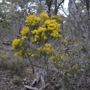 Acacia boormanii at Bolaro, NSW - 7 Oct 2016