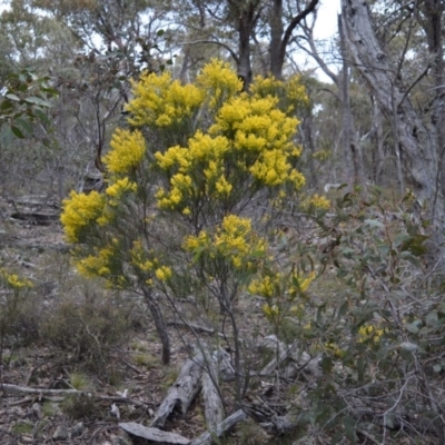 Acacia boormanii (Snowy River Wattle) at Bolaro, NSW - 7 Oct 2016 by DavidMcKay