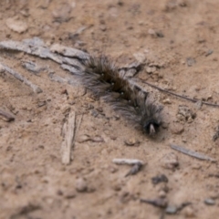 Anthela (genus) immature (Unidentified Anthelid Moth) at Tidbinbilla Nature Reserve - 23 Aug 2017 by SWishart