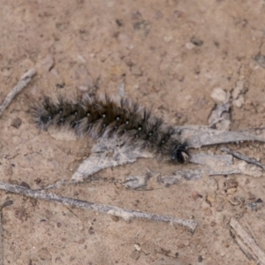 Anthela (genus) immature at Paddys River, ACT - 23 Aug 2017 02:26 PM