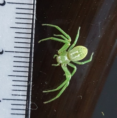 Lehtinelagia sp. (genus) (Flower Spider or Crab Spider) at Mount Mugga Mugga - 25 Aug 2017 by Mike