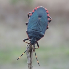 Notius depressus (Shield bug) at Tharwa, ACT - 28 Apr 2015 by michaelb