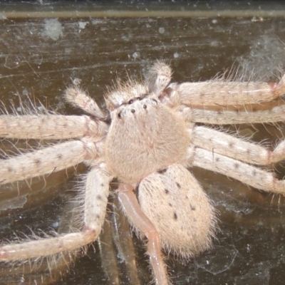 Sparassidae (family) (A Huntsman Spider) at Pollinator-friendly garden Conder - 26 Mar 2015 by michaelb