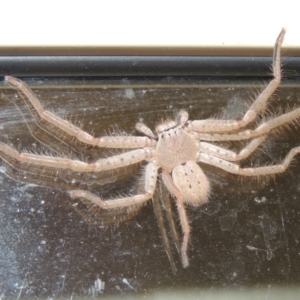 Sparassidae (family) at Conder, ACT - 26 Mar 2015 10:54 PM