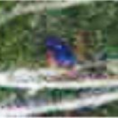 Ceyx azureus (Azure Kingfisher) at Jerrabomberra Wetlands - 20 Feb 2013 by MattM