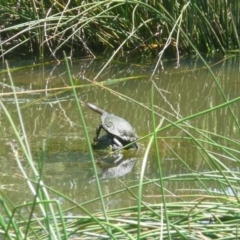 Chelodina longicollis (Eastern Long-necked Turtle) at Latham, ACT - 24 Dec 2010 by Christine