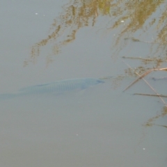 Cyprinus carpio (Common Carp) at Umbagong District Park - 28 Dec 2010 by Christine