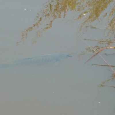 Cyprinus carpio (Common Carp) at Latham, ACT - 28 Dec 2010 by Christine