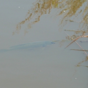 Cyprinus carpio at Latham, ACT - 29 Dec 2010