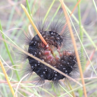 Paramsacta marginata (Donovan's Tiger Moth) at Greenway, ACT - 19 Feb 2015 by MichaelBedingfield