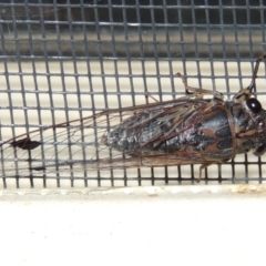 Galanga labeculata (Double-spotted cicada) at Conder, ACT - 6 Jan 2016 by MichaelBedingfield