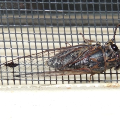 Galanga labeculata (Double-spotted cicada) at Pollinator-friendly garden Conder - 5 Jan 2016 by michaelb