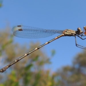 Austrolestes leda at Conder, ACT - 13 Apr 2015 02:01 PM