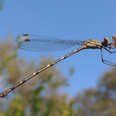 Austrolestes leda (Wandering Ringtail) at Conder, ACT - 13 Apr 2015 by michaelb