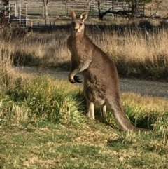 Macropus giganteus (Eastern Grey Kangaroo) at QPRC LGA - 27 Aug 2017 by Quantumcat