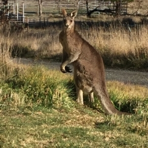 Macropus giganteus at Royalla, NSW - 28 Aug 2017