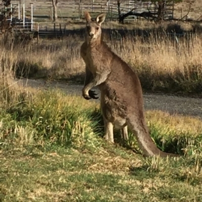 Macropus giganteus (Eastern Grey Kangaroo) at Royalla, NSW - 27 Aug 2017 by Quantumcat