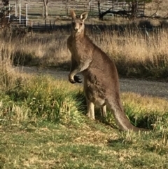 Macropus giganteus (Eastern Grey Kangaroo) at Royalla, NSW - 27 Aug 2017 by Quantumcat