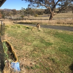 Macropus giganteus at Royalla, NSW - 28 Aug 2017 09:25 AM