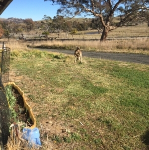 Macropus giganteus at Royalla, NSW - 28 Aug 2017